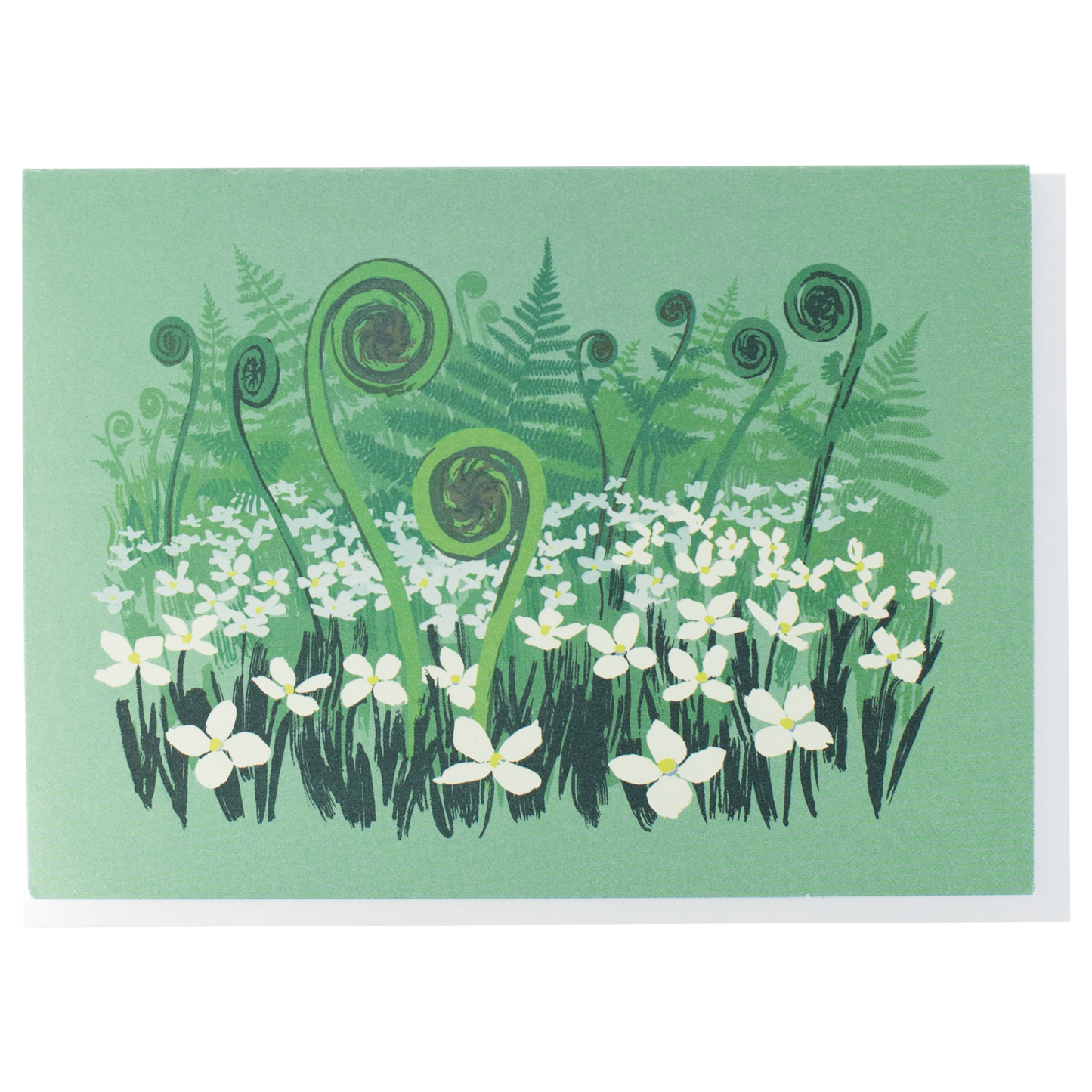 Fiddlehead Ferns Boxed Note Cards